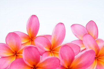 Fototapeta premium Beautiful tropical frangipani (plumeria) flowers isolated on white background