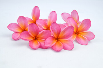 Fototapeta na wymiar Beautiful tropical frangipani (plumeria) flowers isolated on white background