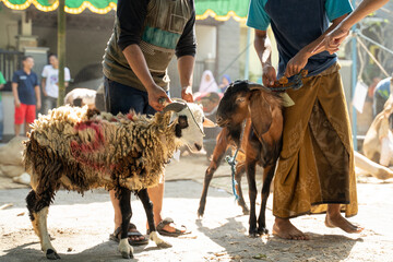 people hold the rope around the goat's neck before being slaughtered for safe