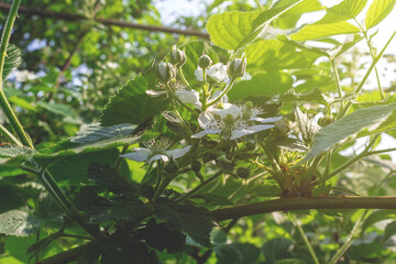 Garden blackberry white flowers. Blooming and buds. Close-up. Small white flowers on dense green bushes of a blackberry background in the rays of setting sun.