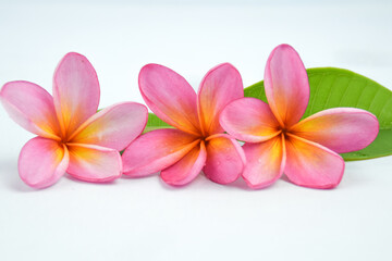 Fototapeta na wymiar Beautiful tropical frangipani (plumeria) flowers and leaves isolated on white background