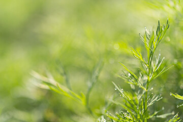 Dill on a bed in the dew and morning rays of the sun. Dill brush in drops of water close-up with copy space.