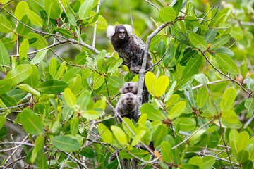 Common marmoset mother with youngsters sitting in a green leaved tree, facing camera, Paraty, Brazil