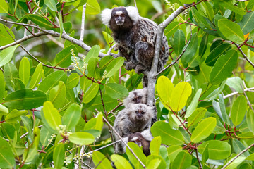 Close up of Common marmoset mother with cubs sitting in a green leaved tree facing camera, Paraty, Brazil