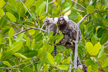 Close up of Common marmoset mother with cubs sitting in a green leaved tree facing camera, Paraty, Brazil