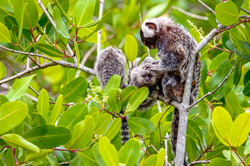 Common marmoset mother with youngsters sitting in a green leaved tree making body care, Paraty, Brazil