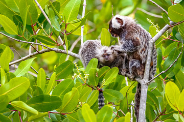 Common marmoset mother with youngsters sitting in a green leaved tree making body care, Paraty, Brazil