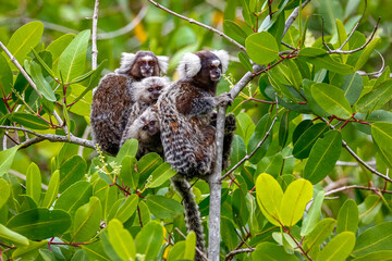 Family of Common marmosets with cubs sitting in a green leaved tree, Paraty, Brazil
