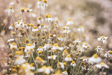 Abstract natural background of wildflowers and daisies horizontal