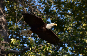 Bald Eagle (Haliaeetus leucocephalus) in flight.