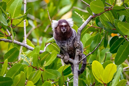 Common marmoset sitting on a brach, facing camera, natural green background, Patty, Brazil