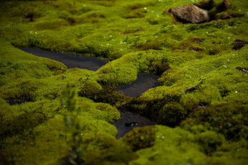 green moss with water drops