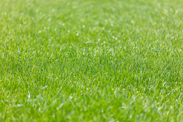 Fototapeta na wymiar summer natural background with fresh green grass and beautiful bokeh