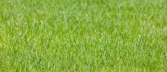 Fototapeta na wymiar green grass on a meadow on sunny summer day with blurred background. lawn pattern textured