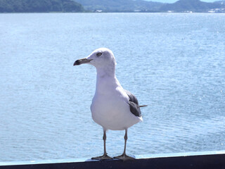 止まっているウミネコ