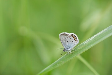 Butterfly Lycaena with spots on wings sits on a blade of grass on a green background with copy space.