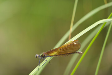 Dragonfly with brown wings sits on a blade of grass on a green background with copy space.