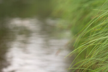 Long green grass leans over a pond with copy space.