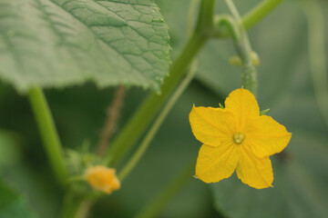 Yellow cucumber flower in macro. Cucumbers in the process of growth.