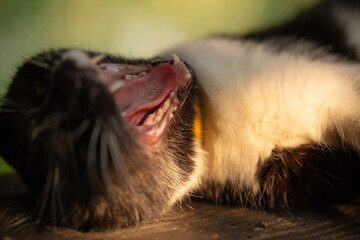Close-up funny shot of yawning black and white cat on the steps of a farmhouse staircase.