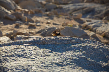 ground squirrel sunbathing in the mountains