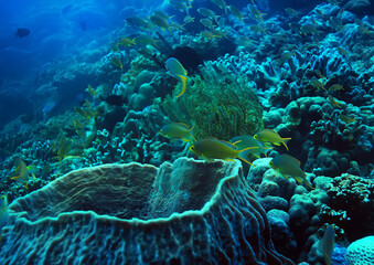 Fototapeta na wymiar diving into water / sea scene, rest in the ocean, wildlife under water