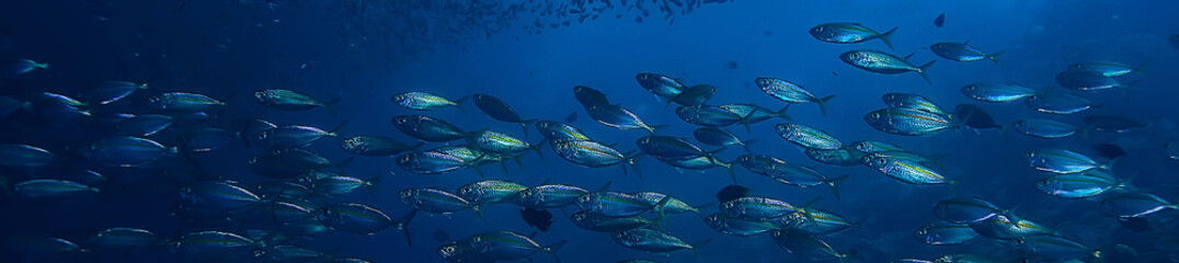 Panele Szklane  scad ościeżnica pod ekosystemem wodnym / morskim, duża ławica ryb na niebieskim tle, abstrakcyjne ryby żywe fish