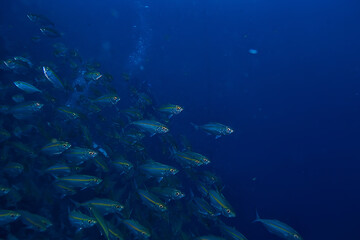 scad jamb under water / sea ecosystem, large school of fish on a blue background, abstract fish alive
