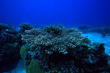under water ocean / landscape underwater world, scene blue idyll nature