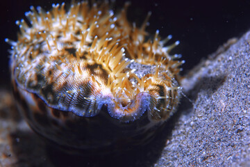 coral reef underwater / sea coral lagoon, ocean ecosystem