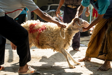 goats as sacrificial animals held by many people for safe, Eid al-Adha celebration