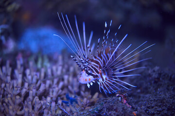 scorpion underwater photo / underwater view of the landscape, beautiful poisonous fish