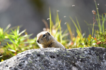 Arctic ground squirrels (Urocitellus parryii) are the largest of the North American ground squirrel species.