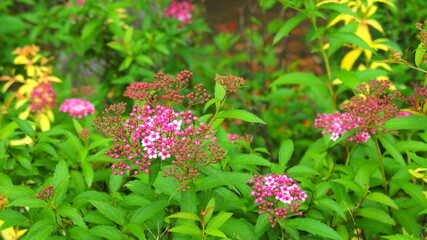 初夏の朝の公園に咲くシモツケの花