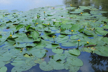 Yellow flowers on the surface of the water. Russia.