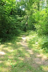 Fototapeta premium The path between the trees. Russia.
