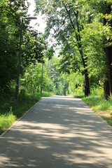 Fototapeta premium Long alley in a city park. Moscow. Russia.