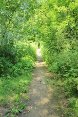 A path in the forest lit by the sun. Russia.