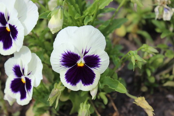 A small beautiful flower in a flowerbed of a country garden. Russia.