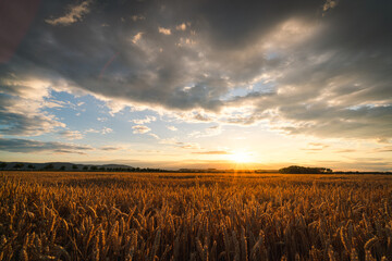 Sonnenschein und Sonnenuntergang über erntereife Feld mit Wolken
