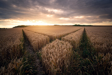 Fahrspuren im Kornfeld bei Sonnenuntergang