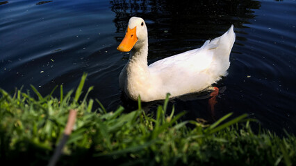 pato blanco nadando