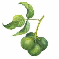 Branch of Pequi tree or 