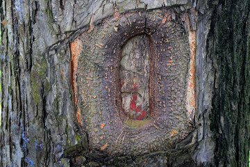 old wood texture and tree trunk background 