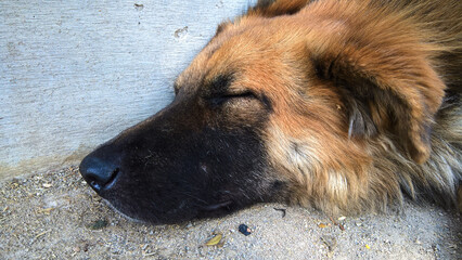 perro calle