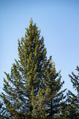 Fototapeta premium Blue sky, pine, summer, spring, warm weather. Plants, trees. Forest, clouds, branch, wood, outdoors, foliage, environment, willow, grass, field, spruce, day, natural