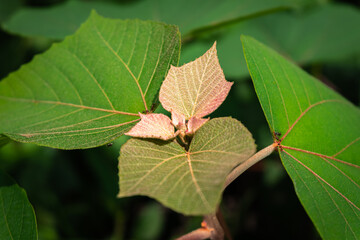 太陽光を受けて赤く輝くアカメガシワ