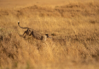 Cheetah Mother running down from a mount  seen at Masai Mara , Kenya Africa