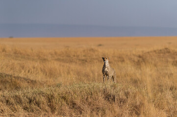 Naklejka na ściany i meble Cheetah Mother on a termite mount looking for prey seen at Masai Mara , Kenya Africa