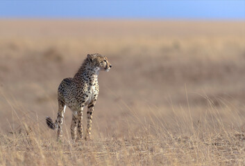 Cheetah Mother on a termite mount looking for prey seen at Masai Mara , Kenya Africa